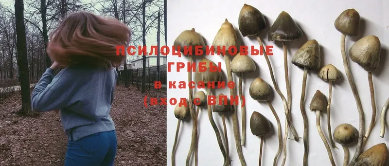 даркнет сайт  Кисловодск  OMG как зайти  Псилоцибиновые грибы Cubensis 